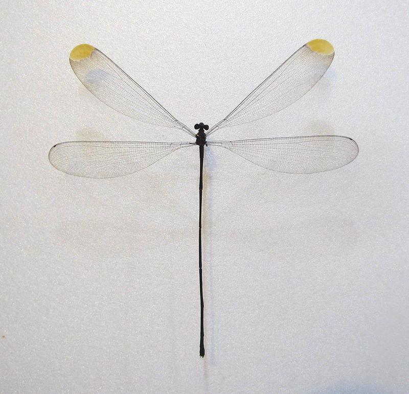 蟲新發現╭○-○╮蝴蝶標本A1 ~ Microstigma rotundatum豆娘 展翅12CM產地：秘魯（缺貨中…）