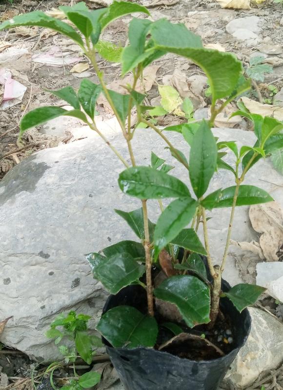 桂花苗（1-3棵x18cm高以上）