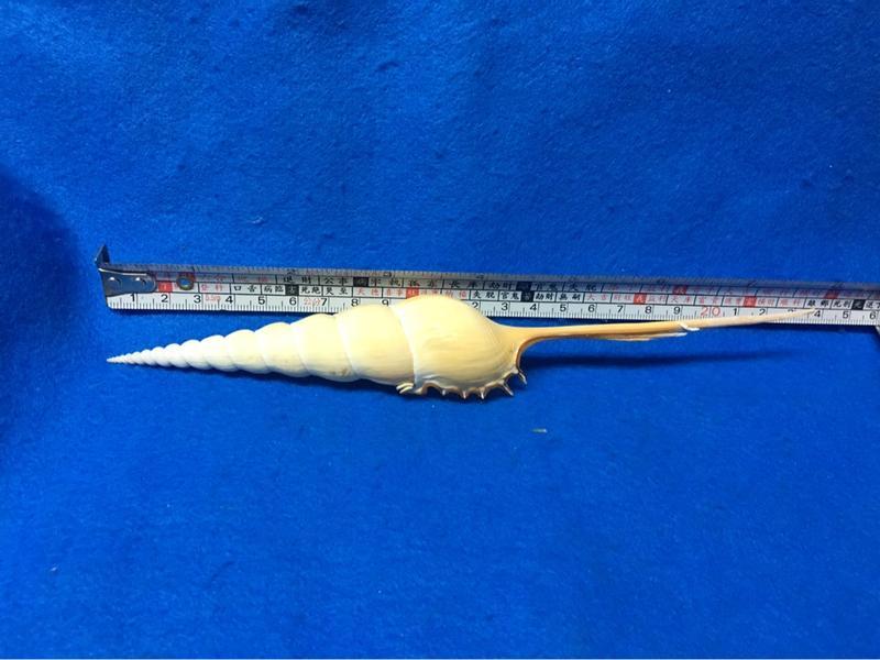 【鑫寶貝】貝殼DIY  長鼻螺   22.5公分  單顆250元  no2。貝殼收藏
