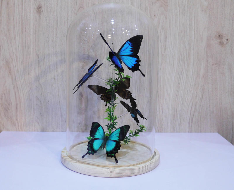蟲新發現╭○-○╮蝴蝶標本A1 ~玻璃罩系列-鳳蝶科(客製訂單參考賣場)
