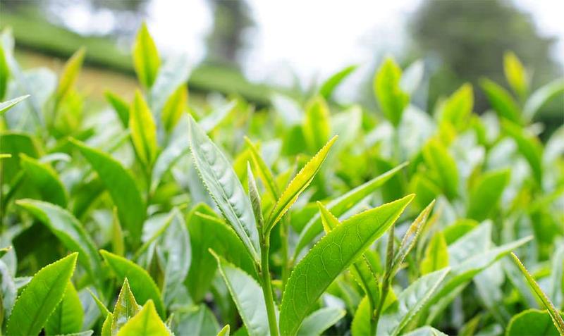四季春茶..松柏嶺...在地茶農..2020春茶每斤350元..三斤免運費..