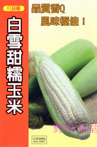 【野菜部屋~中包裝】N01 白雪甜糯玉米種子半磅裝(約1600顆種子) , 口感香Q , 有甜度~