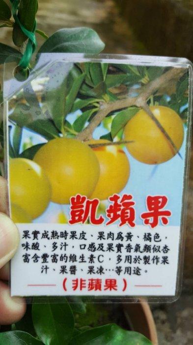 ╭＊田尾玫瑰園＊╯水果苗-(凱蘋果)非蘋果.4吋30cm300元