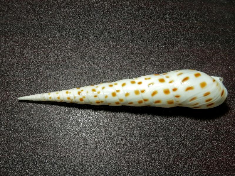 褐斑筍螺11.5公分
