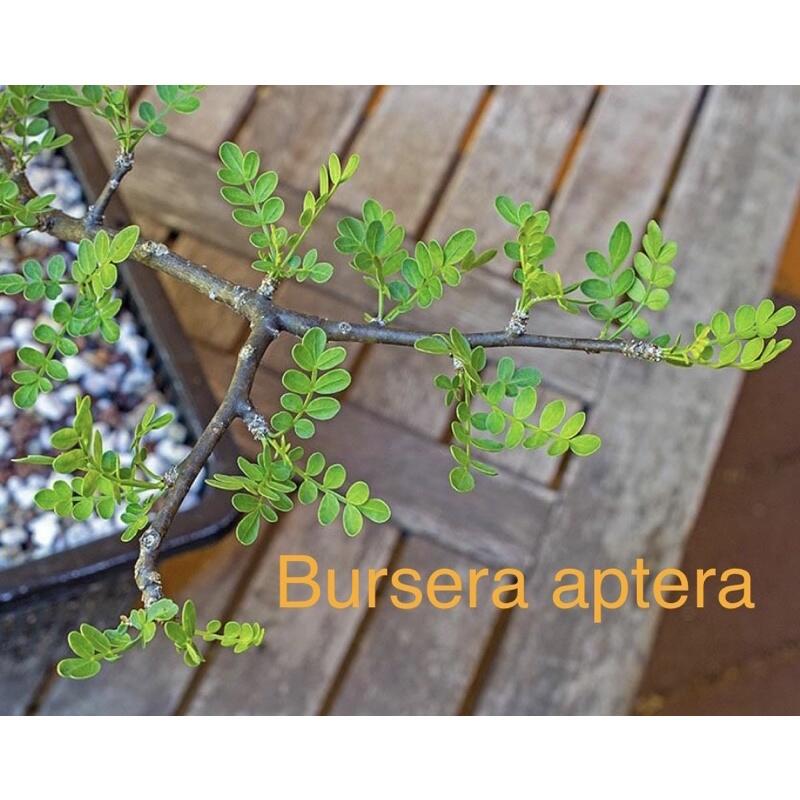 Bursera aptera  種子，稀有裂欖屬植物。