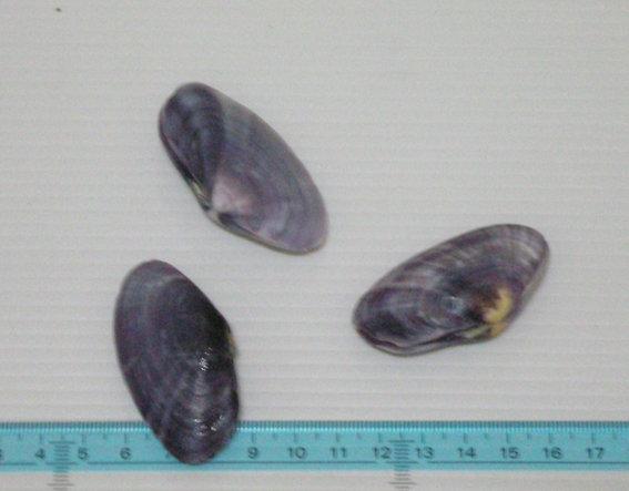 采虹小舖~~紫色殼菜蛤