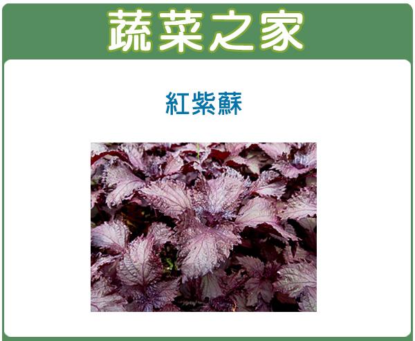 【蔬菜之家滿額免運00F08】大包裝.紅紫蘇(日本進口)種子12克(約6000顆)