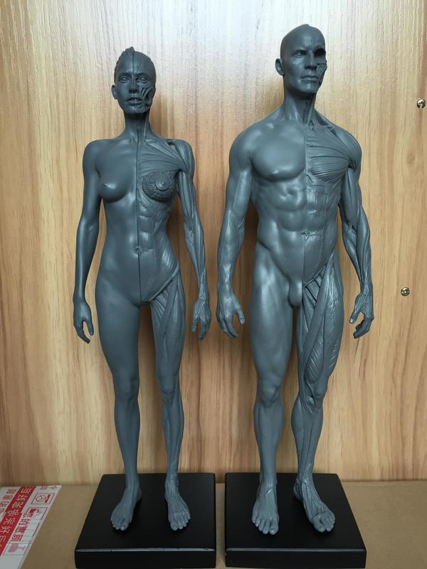 藝用人體肌肉骨骼解剖結構模型 繪畫美術雕塑CG教學參考模型30cm