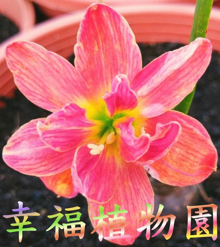 [幸福植物園]風雨蘭 粉紅蜜桃
