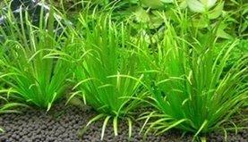 《水草的家》日本簀藻 / 日本簀草