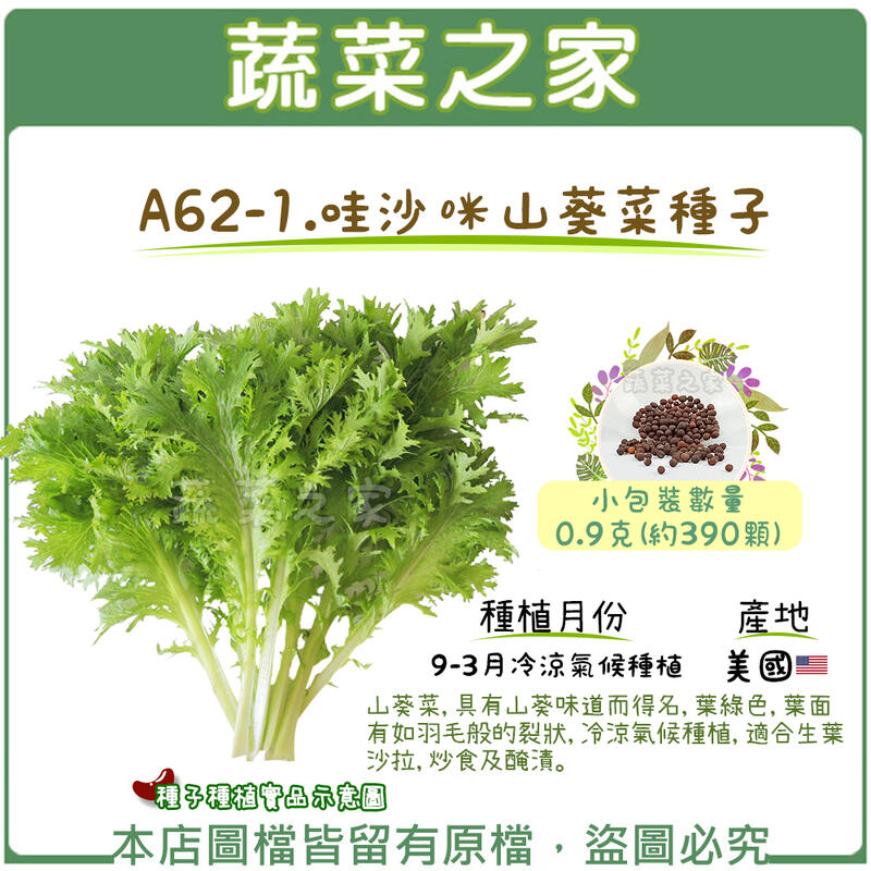 【蔬菜之家滿額免運】A62-1.哇沙咪山葵菜種子0.9克(約390顆) (具有山葵味道，冷涼氣候種植)