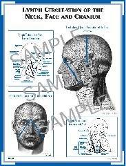 頭部淋巴循環彩色精美海報:Lymph Circulation of the Neck, Face and Cranium