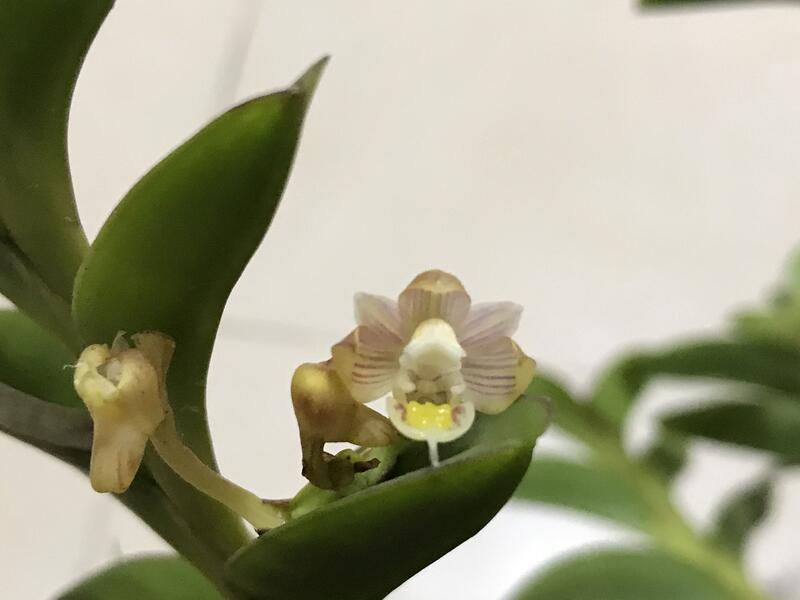 板植尾絲鑽柱蘭 Pelatantheria bicuspidata