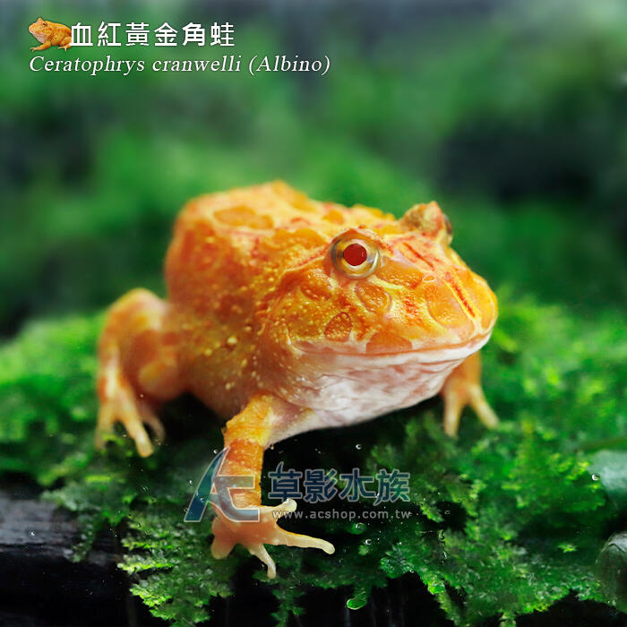 【AC草影】血紅黃金角蛙【一隻】FDA01033