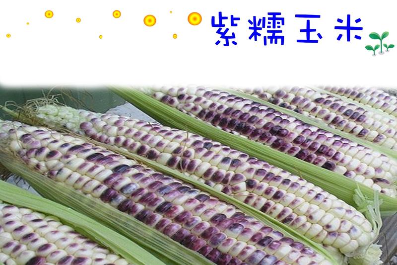 紫糯玉米 質地柔糯 非基改食品 種苗