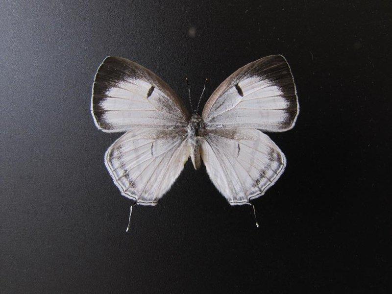 台灣產蝶-白小灰蝶♀  新鮮個體 品相A1
