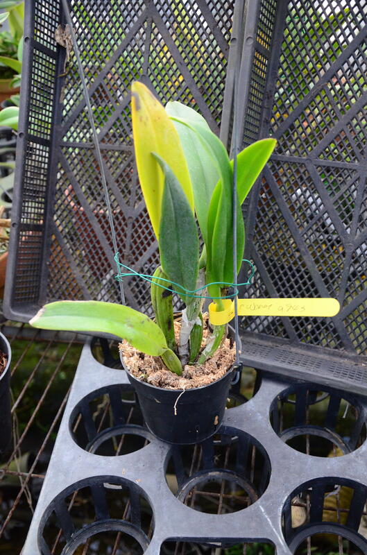 C. warneri tipo"4"盆(4276)(b63) 露天市集 全台最大的網路購物市集