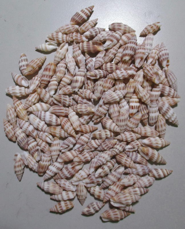 【阿草雜貨舖】-＊刺繡蛹筆螺 Vexillum exasperatum 一顆5元＊-1.52~2.2公分,產地：菲律賓