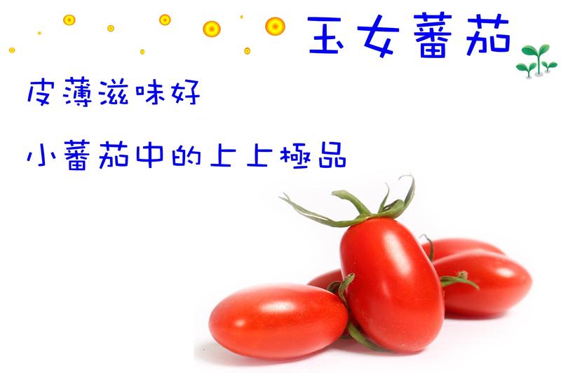 玉女番茄 蕃茄苗 F1一代交配 風味好 溫室栽培第一品種 。