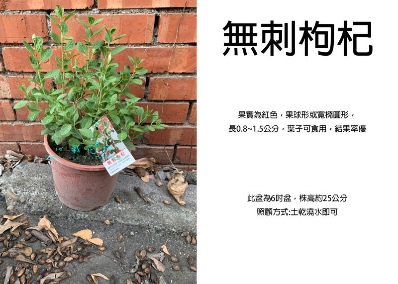 心栽花坊-無刺枸杞/6吋/枸杞/香料香草藥用食用植物/售價180特價150