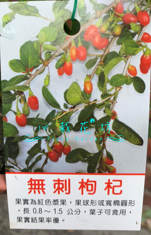 心栽花坊-無刺枸杞/6吋/枸杞/香料香草藥用食用植物/售價200特價180 | 露天市集 | 全台最大的網路購物市集