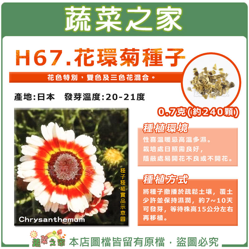 【蔬菜之家滿額免運】H67.花環菊種子0.7克(約240顆)(彩紅)//花色特別，雙色及三色花混合。 用途：花壇。