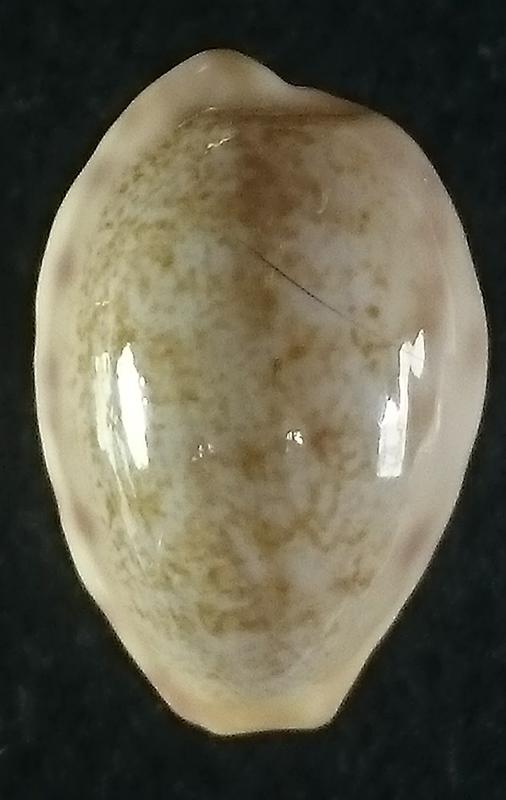 seashell 扁中華寶螺 貝殼標本