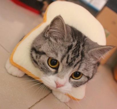 【阿肥寵物生活】貓咪吐司麵包片頭套脖套搞笑寵物項圈 頸圈拍照裝飾
