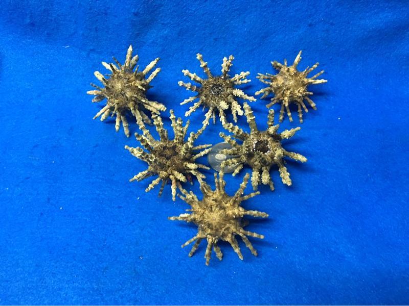【鑫寶貝】貝殼DIY  海膽 標本  (大，5.5～公分)  單顆350元  