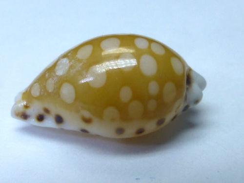 美人寶螺Cypraea Cumingii，13.2mm，大溪地產，附原貝ID