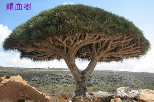 索科特拉龍血樹（學名：Dracaena cinnabari）是索科特拉島上特有的一種龍血樹屬植物。