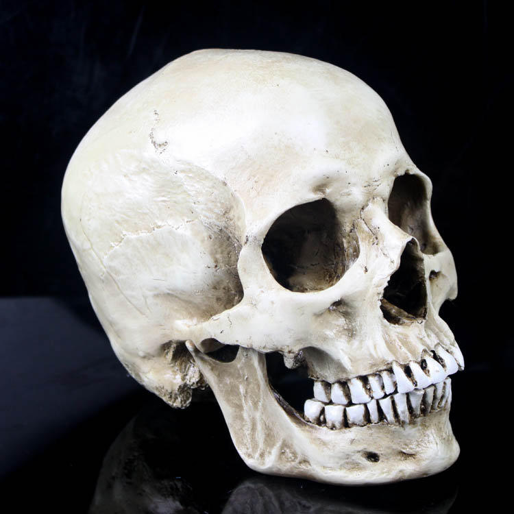 魔城 A&F 限量版 高仿真1：1人類頭骨模型、面具 醫學頭骨模型、樹脂骷髏 趕快下订喔