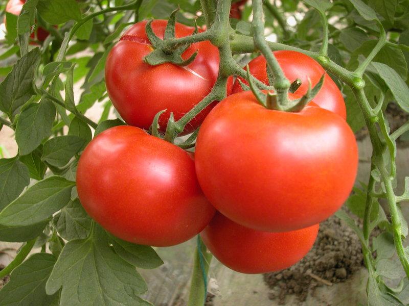 菜根園-牛番茄種子20粒40元