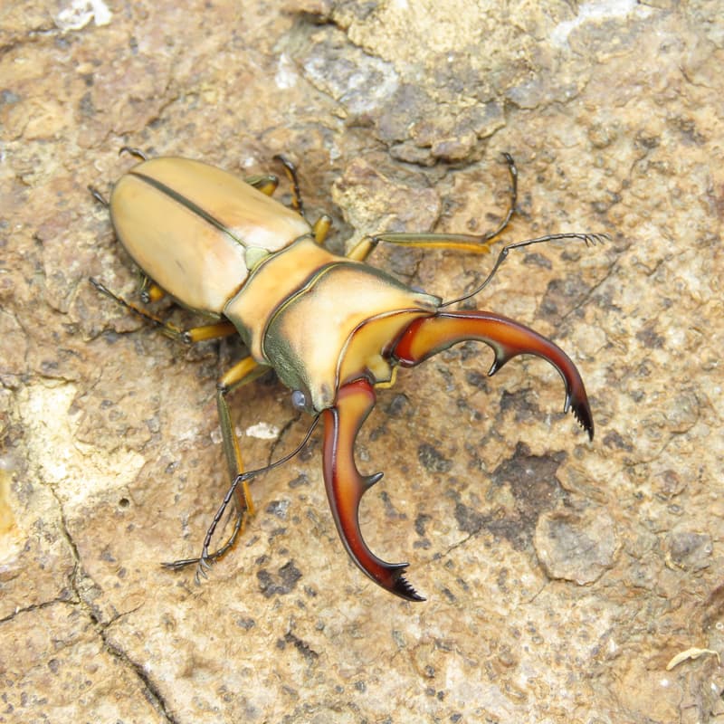 【蟲蟲底家】阿拉蓋瑞細身赤鍬形蟲 成蟲(♂ 59-47mm ♀ 成對) 昆蟲飼育用品專賣店 | 露天市集 | 全台最大的網路購物市集