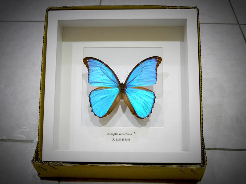 蟲新發現╭○-○╮蝴蝶標本A1 ~ 方型木製標本框 搭配 大藍摩爾弗蝶（白框）