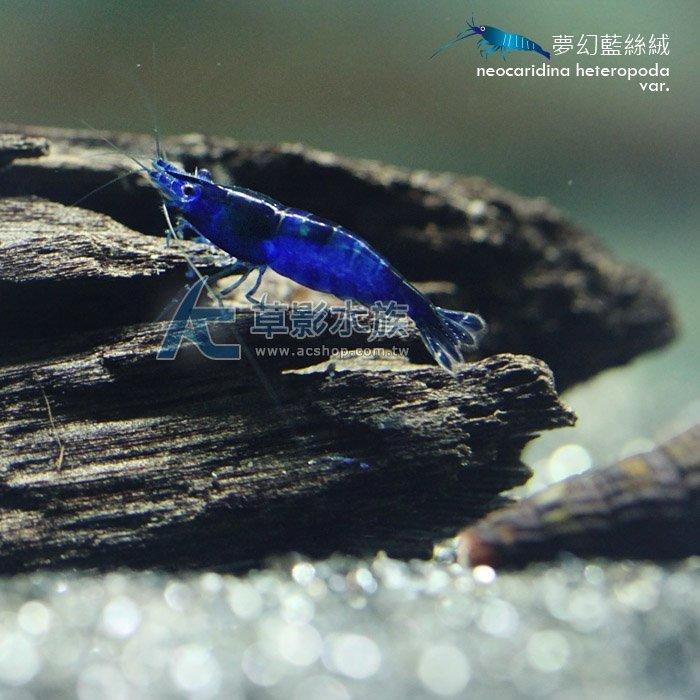 【AC草影】夢幻藍絲絨【三隻】藍米蝦 觀賞蝦 淡水蝦  蝦缸 絲絨蝦