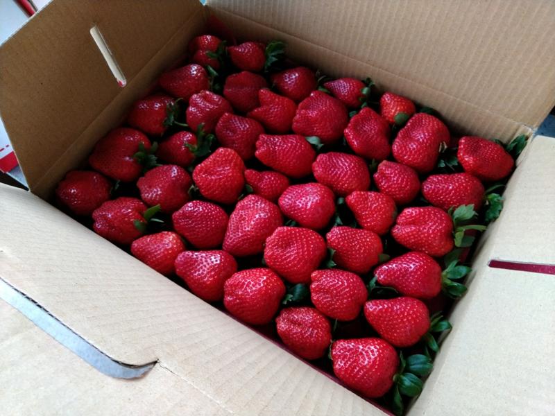 苗栗大湖新鮮草莓 水果 豐香 草莓 圖片為一號果
