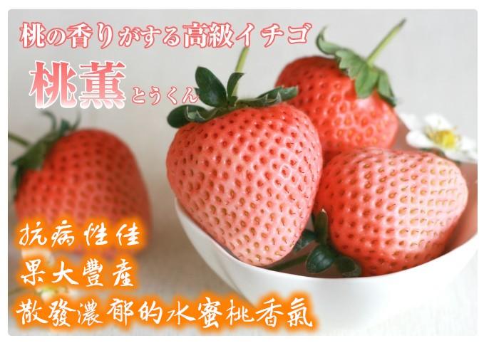 桃薰草莓苗
