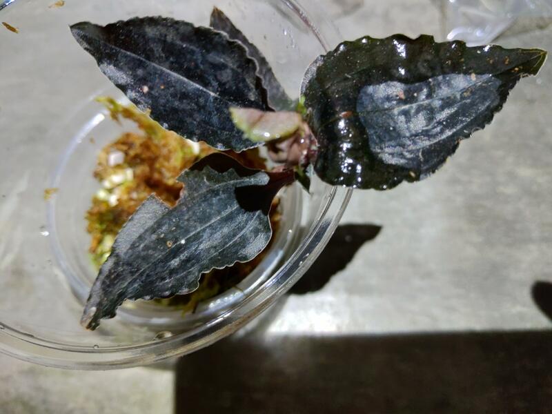 超黑葉的寶石蘭 sp