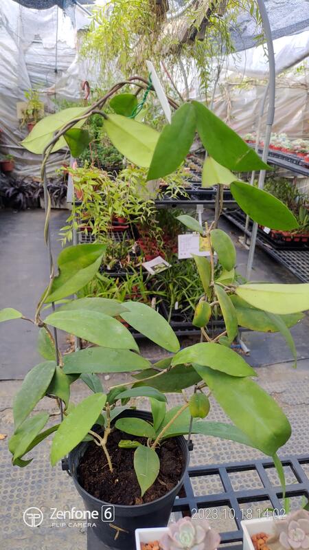 寶哥蘭園 4.5吋吊盆 Hoya vitellinoides x UT001毬蘭