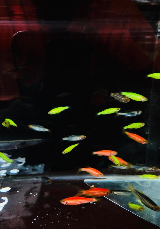 【彩蝦屋】螢光斑馬魚 黃金仙子  粉紅仙子 藍仙子 綠仙子 新手好飼養 水草缸 觀賞魚  龍魚專用活餌