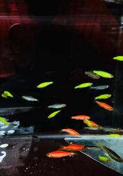 【彩蝦屋】螢光斑馬魚 黃金仙子  粉紅仙子 藍仙子 綠仙子 新手好飼養 水草缸 觀賞魚  龍魚專用活餌