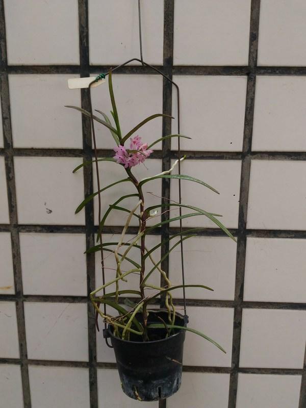 【唐老鴨】 越南百代蘭 Ascocentrum  christensonianum (山採馴化株側芽)