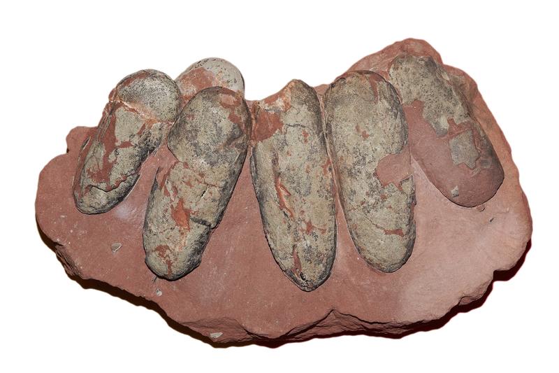 [白堊紀] 6蛋窩 竊蛋龍 / 偷蛋龍 長蛋 恐龍蛋 化石~~蛋殼紋路完整 (保證真品、非貼皮)