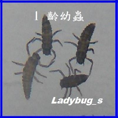 龜紋瓢蟲 (1齡幼蟲) - 捕食多種蚜蟲 - 天敵昆蟲