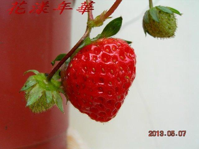 ~花漾年華~日本進口草莓**越後姬**