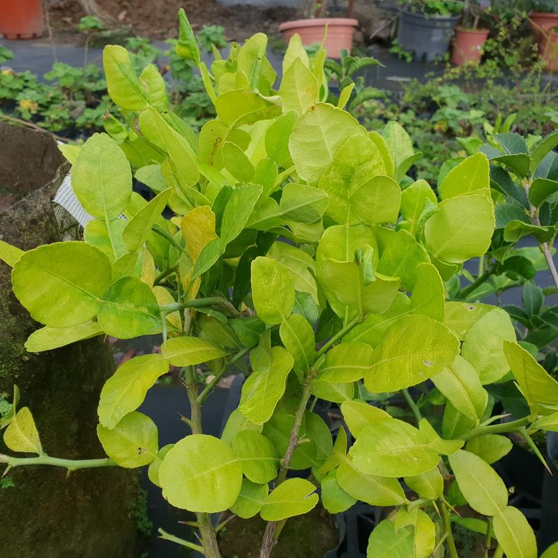 慕花坊   馬蜂橙   香料植物