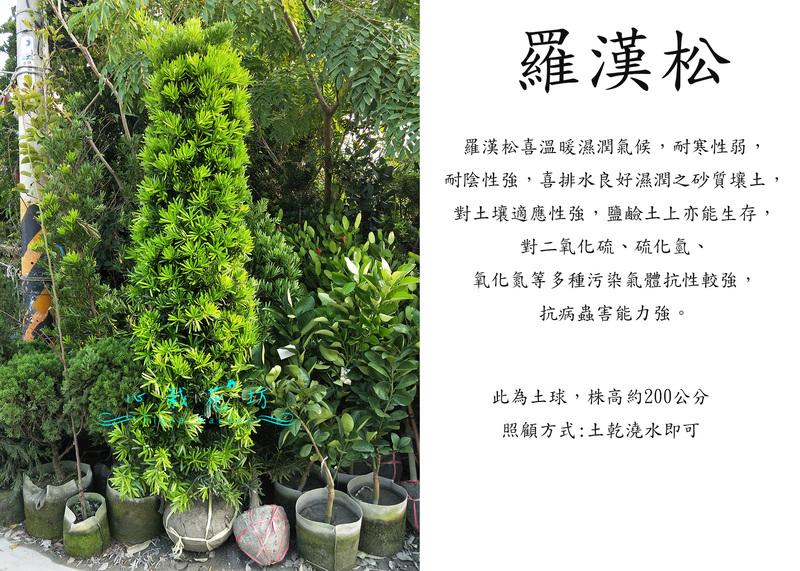 心栽花坊-羅漢松/土球/錐形/綠化植物/綠籬植物/售價2500特價2000