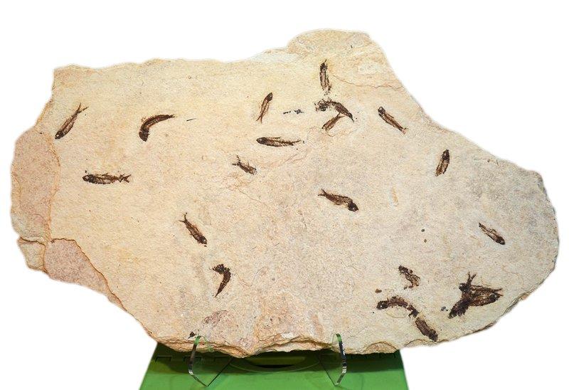 [限面交] 60cm * 35cm 綠河組 群魚化石~~薄片母岩 
