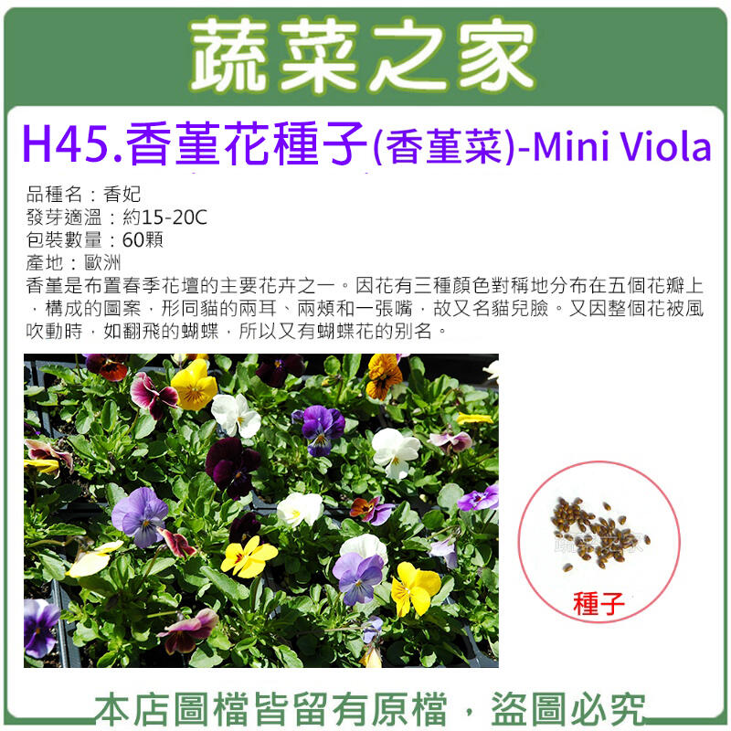 【蔬菜之家滿額免運】H45.香堇花種子60顆(是布置春季花壇的主要花卉之一)